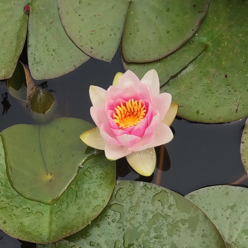 Grunds&auml;tze zur Begehung von Kleingartenanlagen